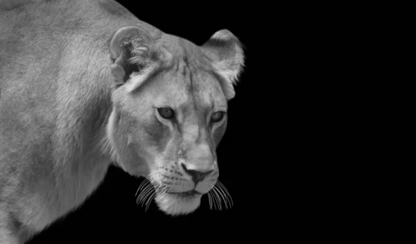 Retrato Leão Close Rosto Fundo Preto — Fotografia de Stock