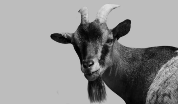 Cute Goat Zbliżenie Twarz Białym Tle — Zdjęcie stockowe