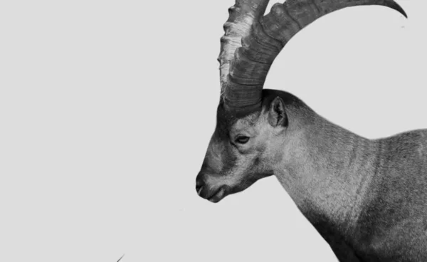 าและส ขาวอ ลไพน Ibex แพะในพ นหล ขาว — ภาพถ่ายสต็อก