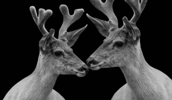 Twee Leuke Herten Close Gezicht Het Donker Zwarte Achtergrond — Stockfoto