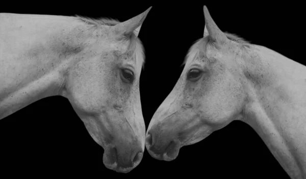 黒の背景に白いカップル馬2頭 — ストック写真