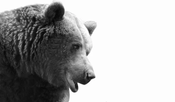 Χαριτωμένο Happy Big Bear Στο Λευκό Φόντο — Φωτογραφία Αρχείου