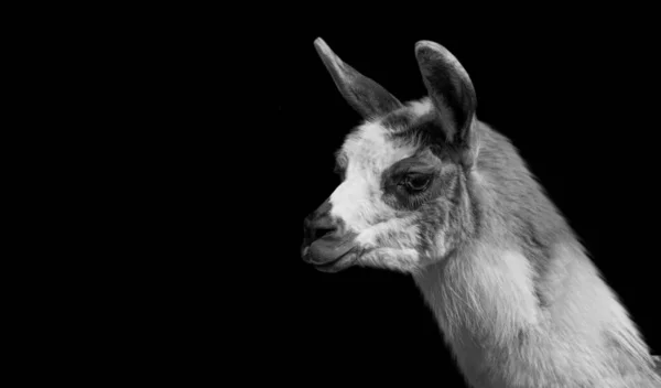 Güzel Siyah Beyaz Lama Yakın Çekim Yüzü — Stok fotoğraf