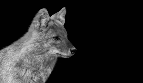 Roztomilý Portrét Fox Closeup Tvář Černé Pozadí — Stock fotografie