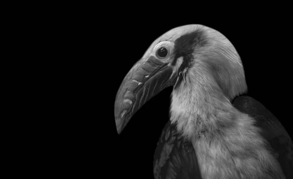 Visayan Hornbill Mignon Oiseau Visage Dans Fond Noir — Photo