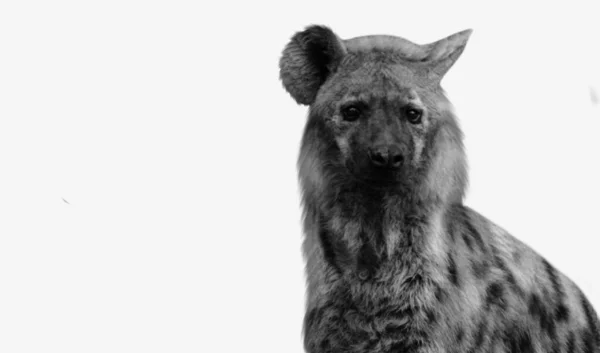 Gefährliche Hyänen Nahaufnahme Gesicht Weißen Hintergrund — Stockfoto