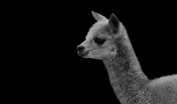 Beautiful Cute Huacaya Alpaca Black Background — стокове фото