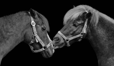 Siyah Arkaplanda Güzel İki Midilli Yakın Çekim Yüzü