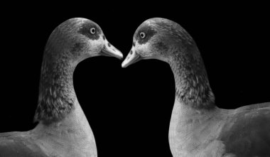 Karanlık Arkaplanda İki Güzel Ördek