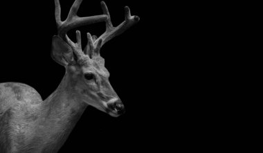 Siyah Arkaplanda Uzun Boynuzları Olan Şirin Portre Geyiği