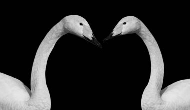 Siyah Arkaplanda İki Şirin Güzel Kimci Kuğu