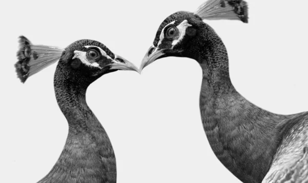 Deux Belle Mignon Paon Gros Plan Dans Blanc Fond — Photo