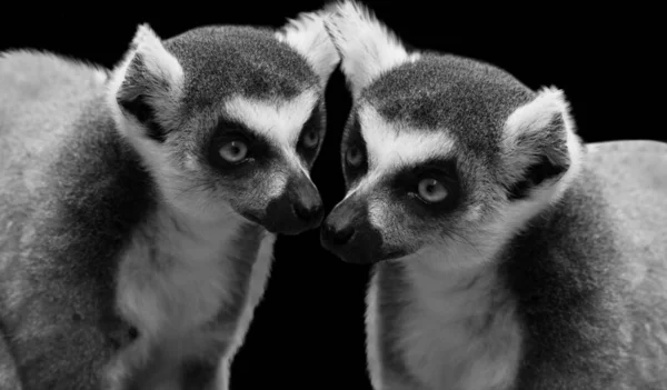 Dva Roztomilé Prsten Sledoval Lemur Hrát Černém Pozadí — Stock fotografie