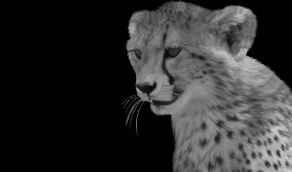 黑色背景中可爱的野豹 — 图库照片