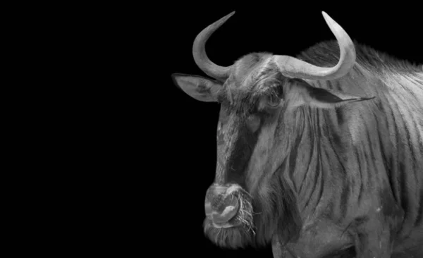 Wildebeest Noir Blanc Gros Plan Visage Dans Fond Noir — Photo