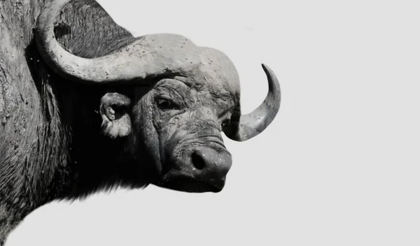 Boos Zwart Buffel Close Gezicht Witte Achtergrond — Stockfoto