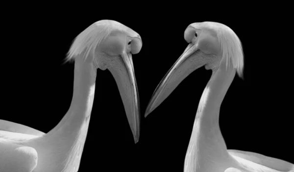 Dwa Piękne Biały Pelikan Czarnym Tle — Zdjęcie stockowe