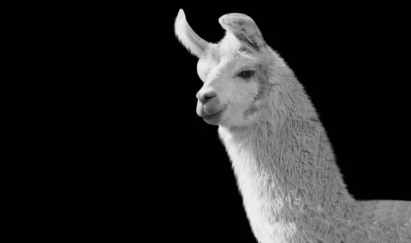 Vacker Söt Vit Alpaca Svart Bakgrund — Stockfoto