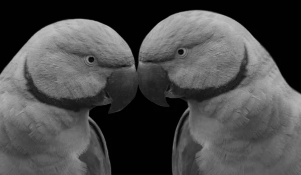 Dwa Słodkie Śmieszne Czarny Biały Papuga Zbliżenie Twarz — Zdjęcie stockowe
