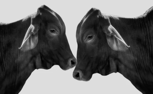 Dos Vacas Negras Juntas Fondo Blanco —  Fotos de Stock