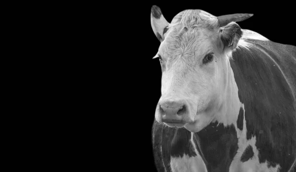 Úžasné Černošky Bílé Roztomilé Krávy Closeup Černém Pozadí — Stock fotografie