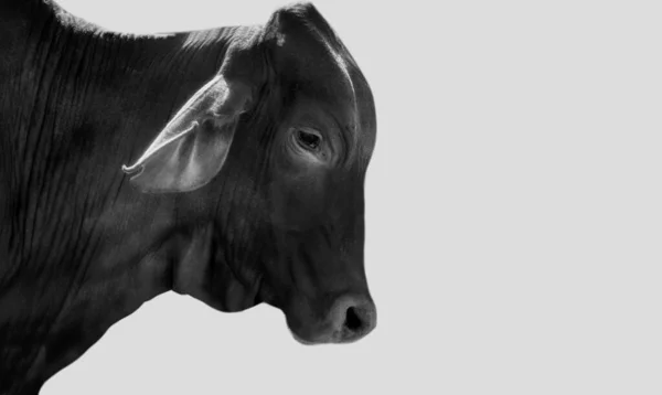 白い背景のかわいい悲しい黒牛のクローズアップ顔 — ストック写真