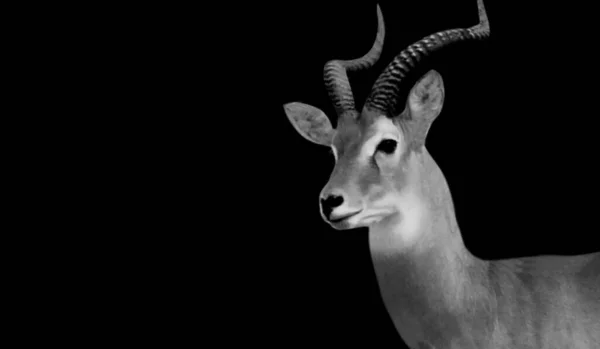 Big Horn Impala Gros Plan Visage Dans Fond Noir — Photo