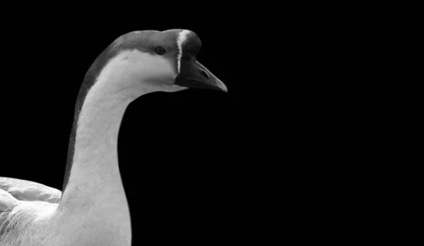 Niedlich Und Schön Hausgans Nahaufnahme Gesicht Schwarzen Hintergrund — Stockfoto