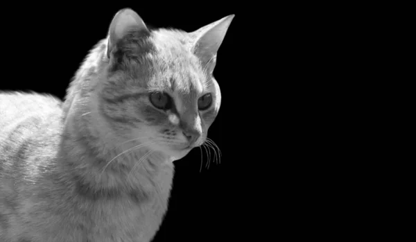Милий Маленький Кіт Крупним Планом Обличчя Чорному Тлі — стокове фото