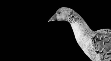 Siyah ve Beyaz Kaz Portresi Siyah Arkaplanda