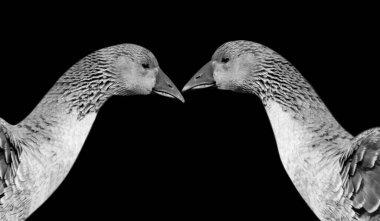 Siyah Arkaplanda Oynayan İki Şirin Kaz