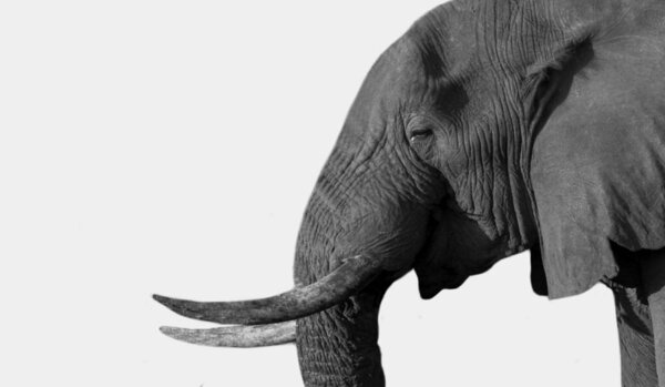 Big Heavy African Elephant With Big Teeth In The White Background