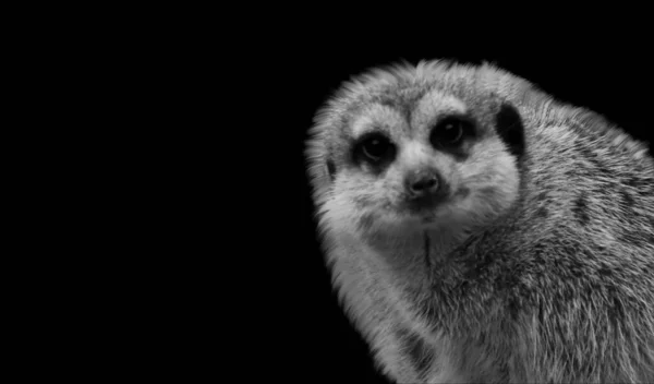 Leuke Kleine Meerkat Zoek Zwarte Achtergrond — Stockfoto