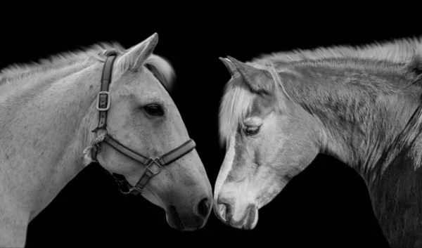 黒の背景に2つの美しい肖像画の馬のクローズアップ顔 — ストック写真