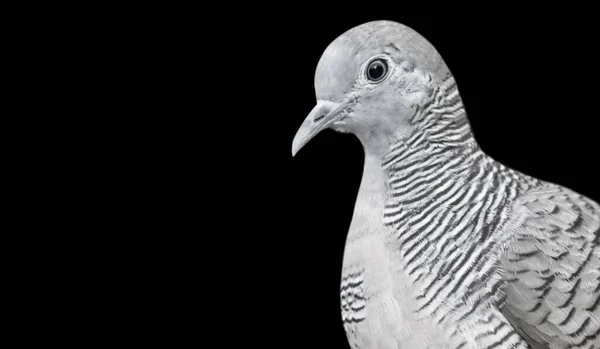 Aranyos Kis Zebra Dove Closeup Fekete Háttér — Stock Fotó