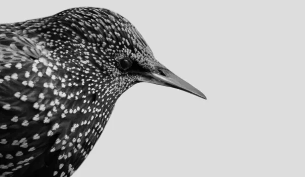Mooie Zwart Wit Gemeenschappelijke Spreeuw Vogel Witte Achtergrond — Stockfoto