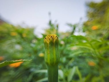 Bahçede Küçük Marigold Bud Uyanışı