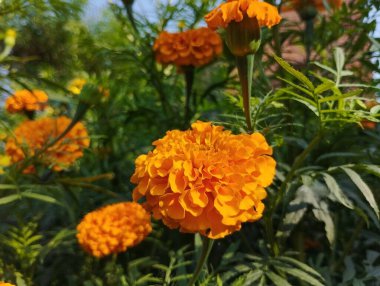 Güzel Marigold Çiçekleri Bahçede parlıyor