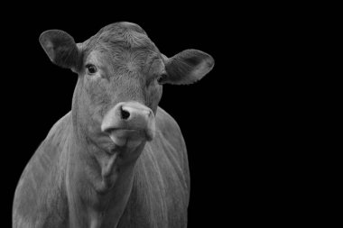 Dilini hafifçe dışarı çıkaran meraklı bir inek, basit siyah beyaz bir portrede sunuluyor.