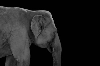 Siyah beyaz bir filin yan profili.