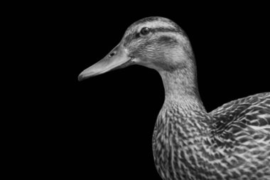 Bir yaban ördeğinin klasik siyah beyaz portresi, tüylerinin dokusunu vurguluyor.