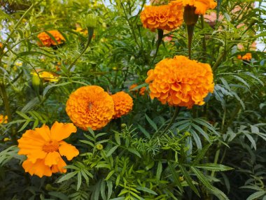 Güzel bir portakal kadife çiçeği kümesi.