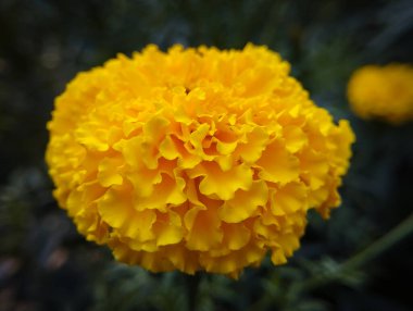 Karanlığa karşı canlı sarı bir kadife çiçeği