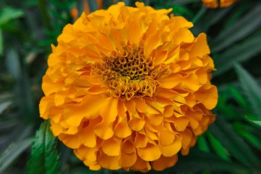 Yukardan görünen mükemmel bir portakal kadife çiçeği