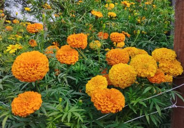 Büyük bir kadife çiçeği tarlası.