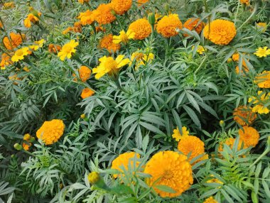 Kadife çiçekleriyle dolu yemyeşil bir bahçe.