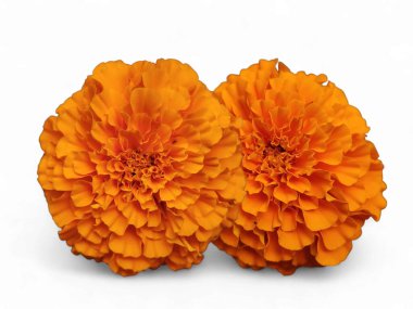 Altın Kadife Çiçekleri Yan yana Açar