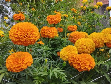 Bol turuncu ve sarı kadife çiçekleri