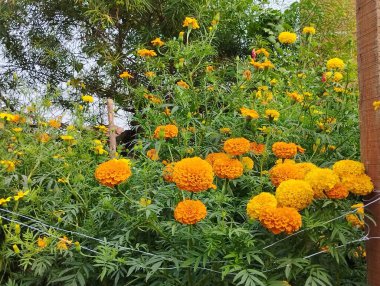 Kadife çiçekleri bahçede bol bol çiçek açar.