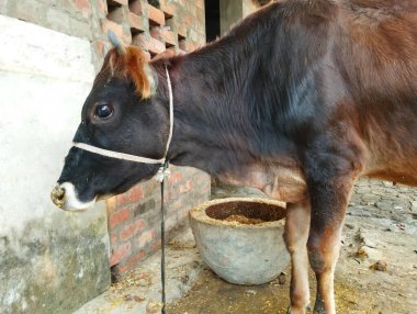 Kahverengi Baldır Beslenme Çukuru